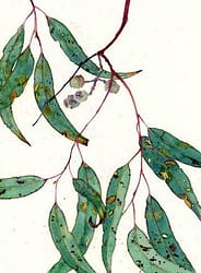 Tinh dầu Khuynh diệp - Eucaluptus (Eucalyptus globulus)