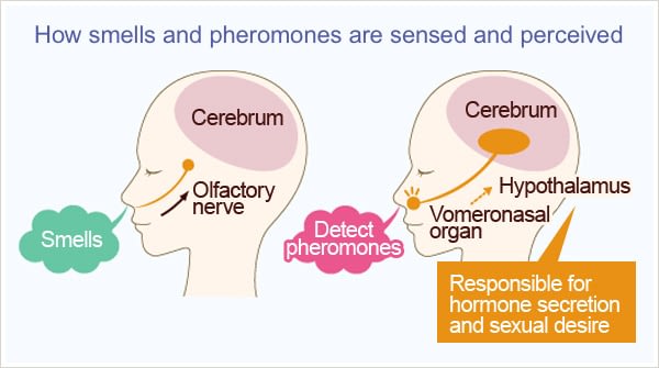 pheromone